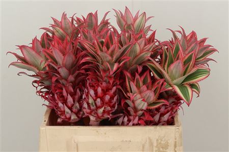 Ananas Compacta 40 cm Ananas Compacta 40 cm – produkt Uviažto