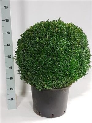 Buxus Sempervirens Ball – produkt Uviažto