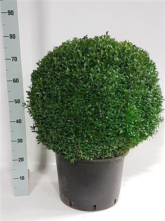 Buxus Sempervirens Ball Buxus Sempervirens Ball – produkt Uviažto