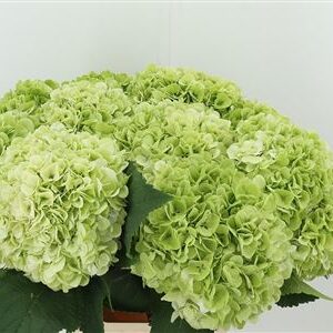 Hortenzia Cannonball Green 60 cm – produkt Uviažto