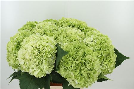 Hortenzia Cannonball Green 60 cm Hortenzia Cannonball Green 60 cm – produkt Uviažto