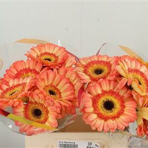 Gerbera Dino 50 cm – produkt Uviažto