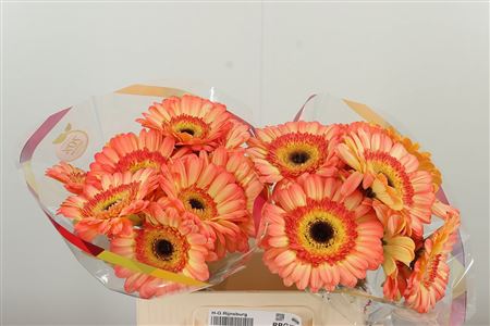 Gerbera Dino 50 cm Gerbera Dino 50 cm – produkt Uviažto