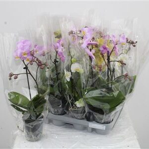 Orchidea Phalaenopsis Mix 2 stonky – produkt Uviažto