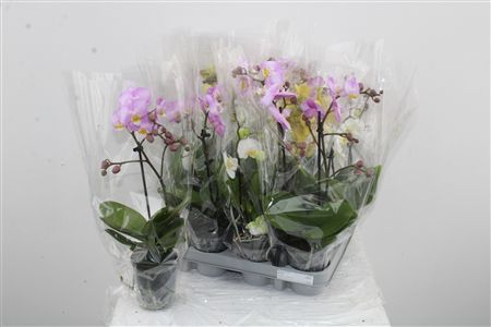 Orchidea Phalaenopsis Mix 2 stonky Orchidea Phalaenopsis Mix 2 stonky – produkt Uviažto