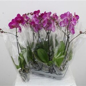 Orchidea Phalaenopsis Purple 1 stonka – produkt Uviažto