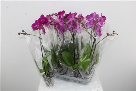 Orchidea Phalaenopsis Purple 1 stonka Orchidea Phalaenopsis Purple 1 stonka – produkt Uviažto
