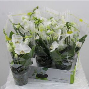 Orchidea Phalaenopsis Opti Shorty White 2 Sem – produkt Uviažto
