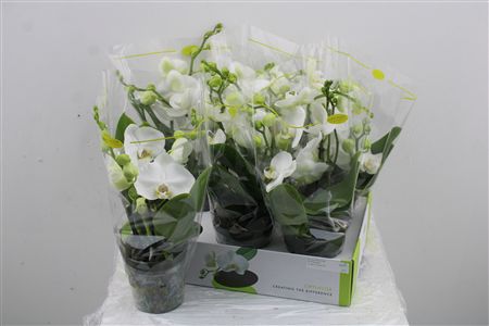 Orchidea Phalaenopsis Opti Shorty White 2 Sem Orchidea Phalaenopsis Opti Shorty White 2 Sem – produkt Uviažto