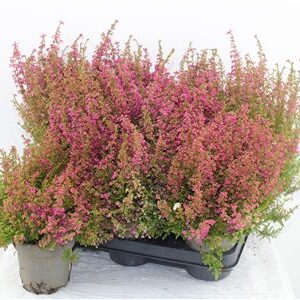 Erica Gracilis – produkt Uviažto