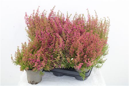 Erica Gracilis Erica Gracilis – produkt Uviažto