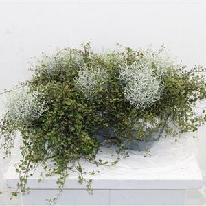Calocephalus + Muehlenbeckia – produkt Uviažto