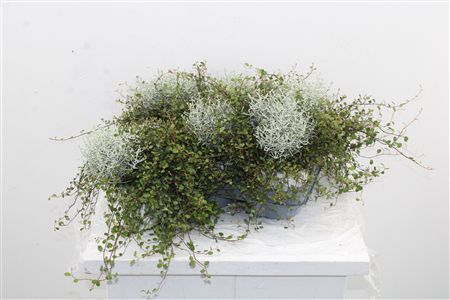 Calocephalus + Muehlenbeckia Calocephalus + Muehlenbeckia – produkt Uviažto