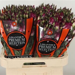 Eustoma Adom Red White Picotee 70 cm – produkt Uviažto