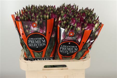 Eustoma Adom Red White Picotee 70 cm – produkt Uviažto