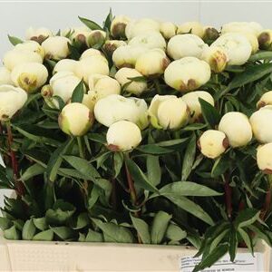 Pivónia Duchesse Nemo White 55 cm