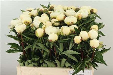 Pivónia Duchesse Nemo White 55 cm Pivónia Duchesse Nemo White 55 cm – produkt Uviažto