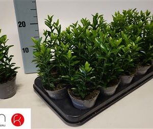 Euonymus Green Spire – produkt Uviažto