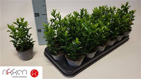 Euonymus Green Spire Euonymus Green Spire – produkt Uviažto