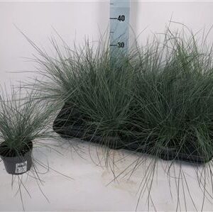 Festuca Glauca – produkt Uviažto