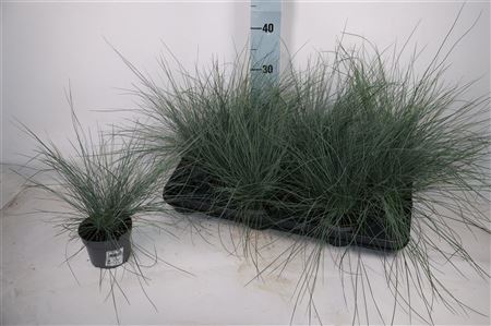Festuca Glauca Festuca Glauca – produkt Uviažto
