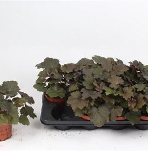 Heuchera Americana – produkt Uviažto