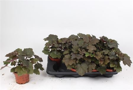 Heuchera Americana – produkt Uviažto