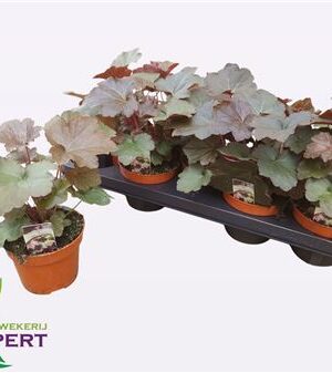 Heuchera Palace Purple – produkt Uviažto