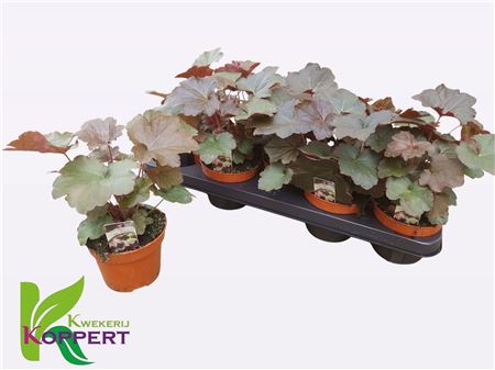Heuchera Palace Purple Heuchera Palace Purple – produkt Uviažto