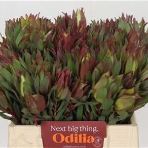 Leucadendron Highlight 50 cm – produkt Uviažto