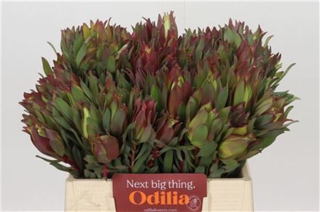 Leucadendron Highlight 50 cm Leucadendron Highlight 50 cm – produkt Uviažto