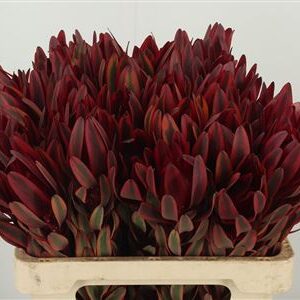 Leucadendron Jester 60 cm – produkt Uviažto