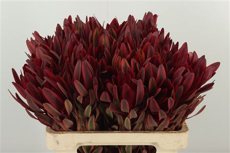 Leucadendron Jester 60 cm Leucadendron Jester 60 cm – produkt Uviažto
