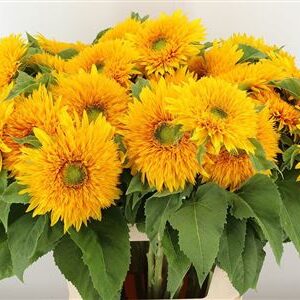 Helianthus Sun King 85 cm – produkt Uviažto