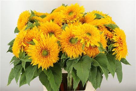 Helianthus Sun King 85 cm – produkt Uviažto
