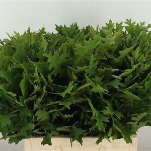 Quercus Palustris Fine Nature 60 cm – produkt Uviažto