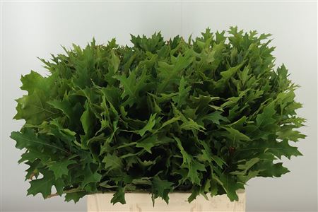 Quercus Palustris Fine Nature 60 cm Quercus Palustris Fine Nature 60 cm – produkt Uviažto