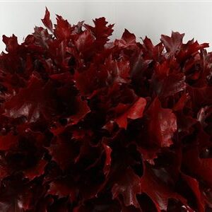 Quercus Dyed Rubra Red 60 cm – produkt Uviažto