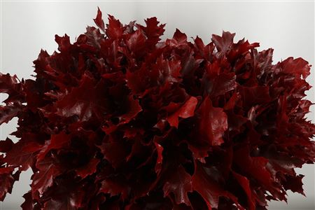 Quercus Dyed Rubra Red 60 cm Quercus Dyed Rubra Red 60 cm – produkt Uviažto