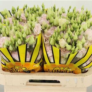 Eustoma Wedding Pink 70 cm