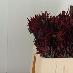 Leucadendron Blush Spray 50 cm – produkt Uviažto