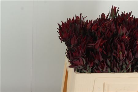 Leucadendron Blush Spray 50 cm Leucadendron Blush Spray 50 cm – produkt Uviažto