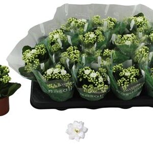 Kalanchoe Double White Don Dione – produkt Uviažto