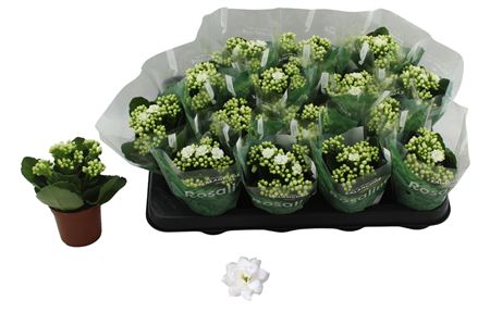 Kalanchoe Double White Don Dione – produkt Uviažto