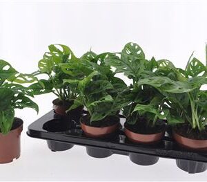 Monstera Obliqua – produkt Uviažto