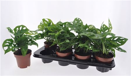 Monstera Obliqua Monstera Obliqua – produkt Uviažto