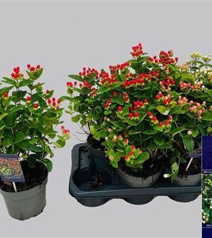 Hypericum Mix – produkt Uviažto