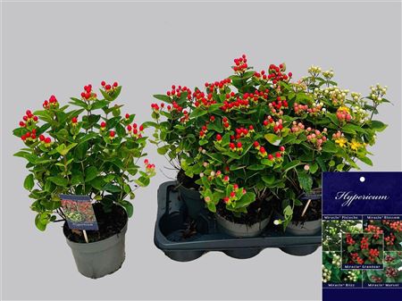 Hypericum Mix Hypericum Mix – produkt Uviažto