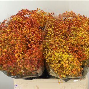 Gypsophila Dyed Xlence Autumn Mix 60 cm – produkt Uviažto