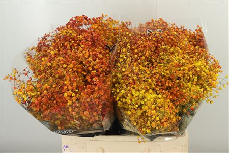 Gypsophila Dyed Xlence Autumn Mix 60 cm Gypsophila Dyed Xlence Autumn Mix 60 cm – produkt Uviažto